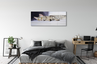 Obraz na akrylátovom skle Ležiace mačka