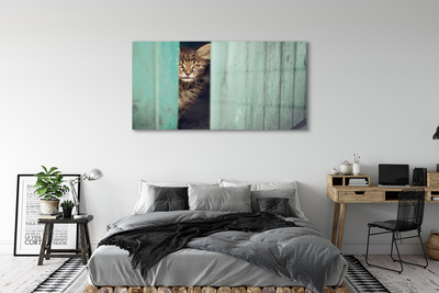 Obraz na akrylátovom skle Zaglądający cat
