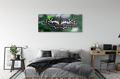 Obraz na akrylátovom skle Farebný motýľ lístia