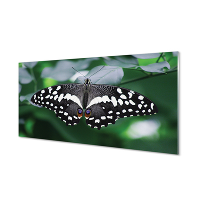 Obraz na akrylátovom skle Farebný motýľ lístia