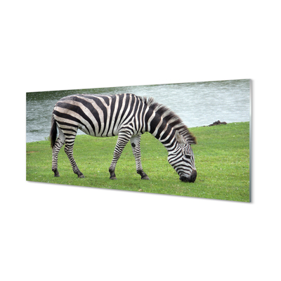 Obraz na akrylátovom skle Zebra