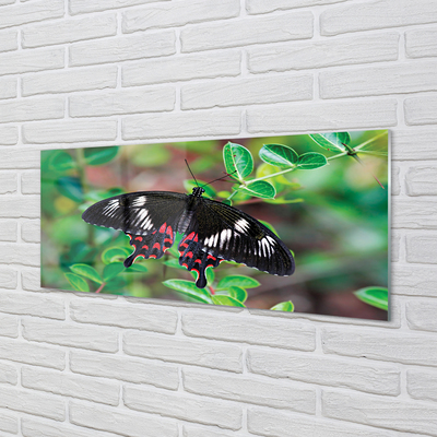 Obraz na akrylátovom skle List farebný motýľ