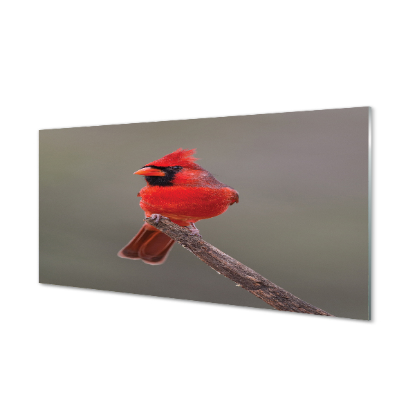 Obraz na akrylátovom skle Red papagáj na vetve