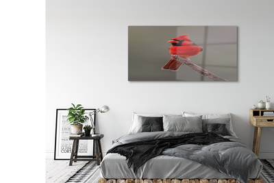 Obraz na akrylátovom skle Red papagáj na vetve