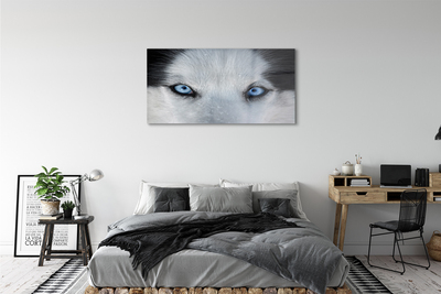 Obraz na akrylátovom skle Wolf eyes