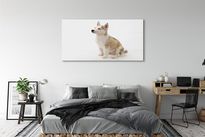 Obraz na akrylátovom skle Sediaci malého psa