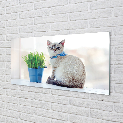 Obraz na akrylátovom skle Sediaci mačka