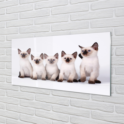Obraz na akrylátovom skle Malé mačky