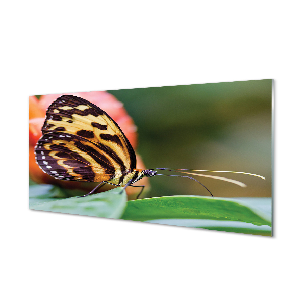 Obraz na akrylátovom skle Motýľ