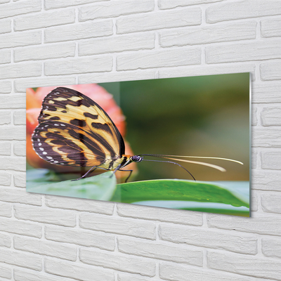 Obraz na akrylátovom skle Motýľ