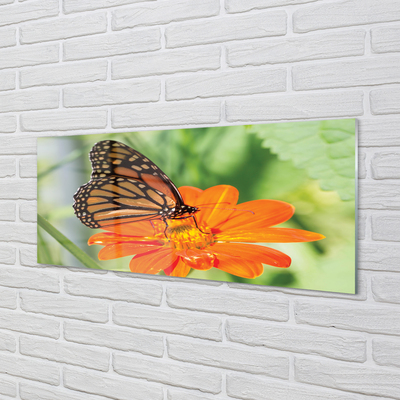 Obraz na akrylátovom skle Kvet farebný motýľ