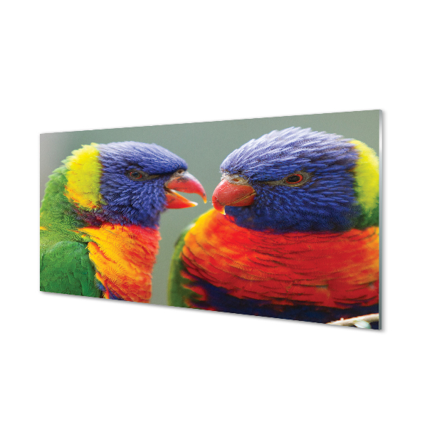 Obraz na akrylátovom skle Farebný papagáj
