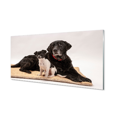 Obraz na akrylátovom skle Ležiace psi