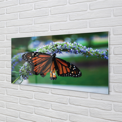 Obraz na akrylátovom skle Motýľ na kvetine