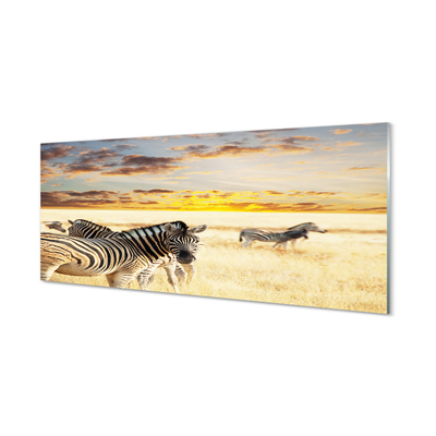Obraz na akrylátovom skle Zebry poľa sunset