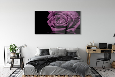Obraz plexi Purpurová ruža