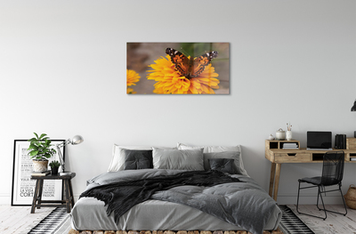 Obraz na akrylátovom skle Farebný motýľ kvetina