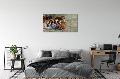 Obraz na akrylátovom skle Tiger woods