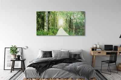 Obraz plexi Breza lesná cesta