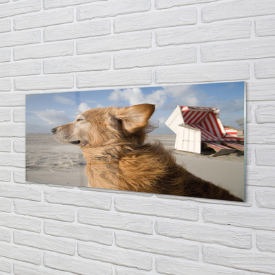 Obraz na akrylátovom skle Hnedý pes beach