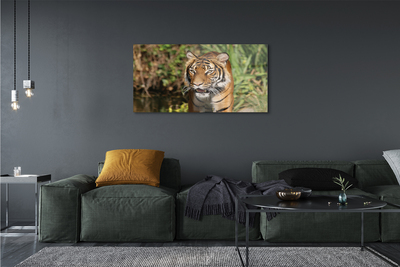 Obraz na akrylátovom skle Tiger woods