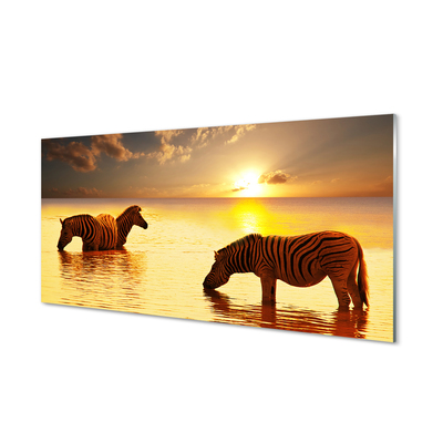 Obraz na akrylátovom skle Zebry voda západ slnka