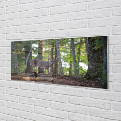 Obraz na akrylátovom skle Jeleň lesný