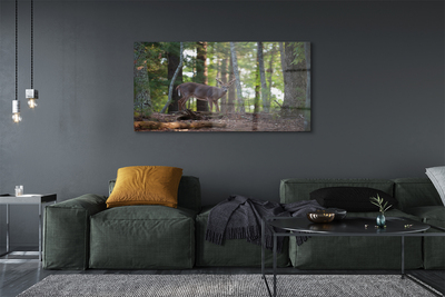 Obraz na akrylátovom skle Jeleň lesný
