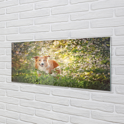 Obraz na akrylátovom skle Psie lesné kvety