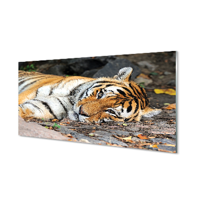 Obraz na akrylátovom skle Ležiace tiger