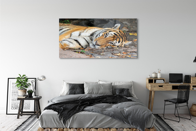 Obraz na akrylátovom skle Ležiace tiger