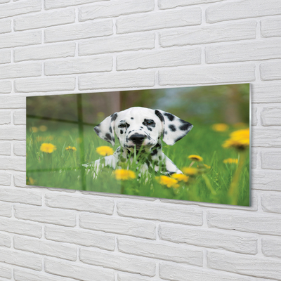 Obraz na akrylátovom skle Prérijnej pes