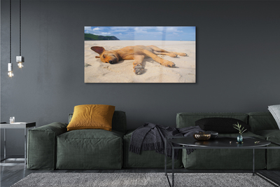Obraz na akrylátovom skle Ležiaci pes pláž