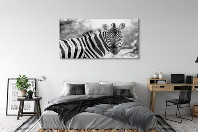 Obraz na akrylátovom skle Retro zebra