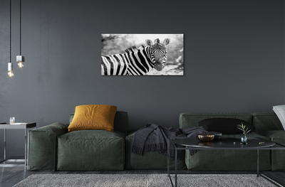 Obraz na akrylátovom skle Retro zebra