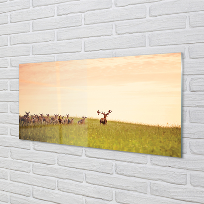 Obraz na akrylátovom skle Stádo jeleňov poľa svitania