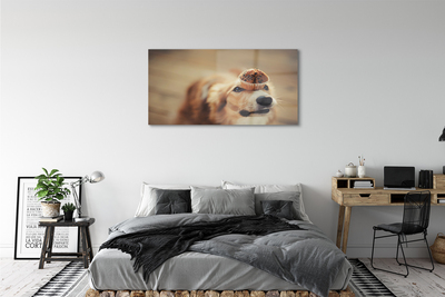 Obraz na akrylátovom skle Dog bun