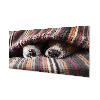 Obraz na akrylátovom skle Spiace psy