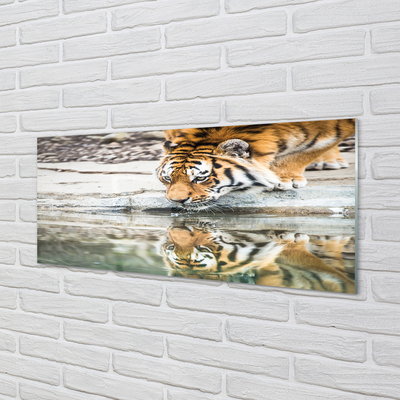 Obraz na akrylátovom skle Tiger pitie