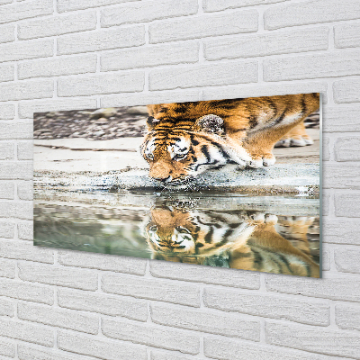 Obraz na akrylátovom skle Tiger pitie