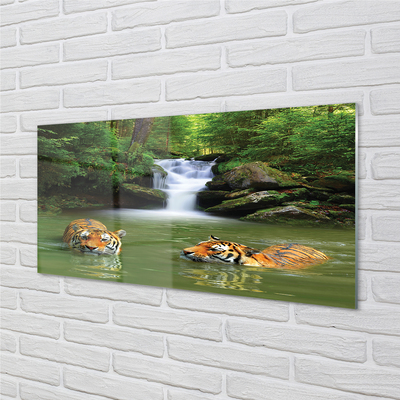 Obraz na akrylátovom skle Vodopád tigre