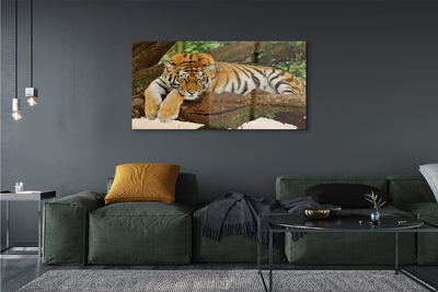 Obraz na akrylátovom skle Tiger tree