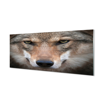 Obraz na akrylátovom skle Wolf eyes