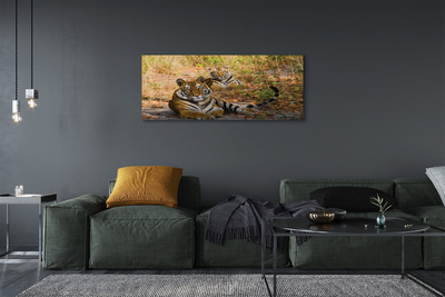 Obraz na plátne Tigers