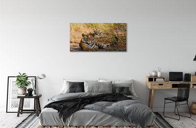 Obraz na plátne Tigers