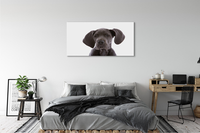 Obraz na plátne hnedý pes
