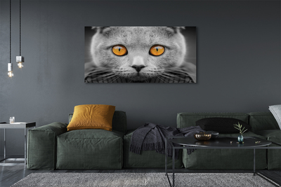 Obraz na plátne Sivá Britská mačka