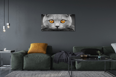 Obraz na plátne Sivá Britská mačka