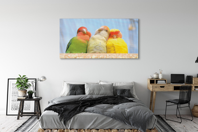 Obraz na plátne farebný papagáj