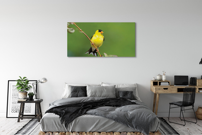Obraz na plátne žltý papagáj